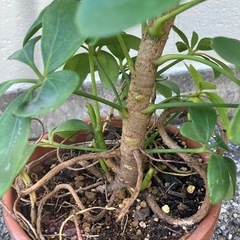 ​シェフレラ（カポック）約90cm 丈夫な1年半株
の画像