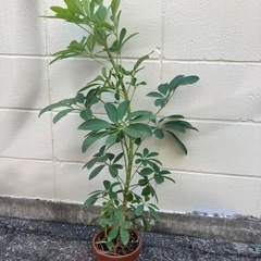 ​シェフレラ（カポック）約90cm 丈夫な1年半株
の画像