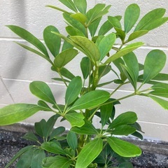 ​シェフレラ（カポック）約90cm 丈夫な1年半株
の画像