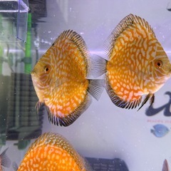 
ディスカスの画像