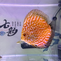 
ディスカスの画像