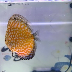 
ディスカスの画像