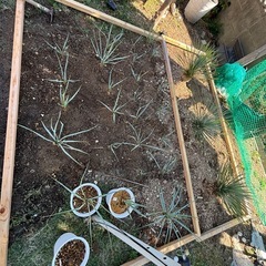 【価格破壊】ユッカリギダ900円〜2000円！！！の画像