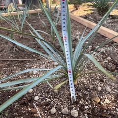 【価格破壊】ユッカリギダ900円〜2000円！！！の画像