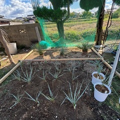 【価格破壊】ユッカリギダ900円〜2000円！！！の画像