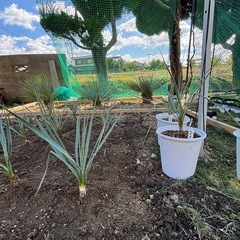 【価格破壊】ユッカリギダ900円〜2000円！！！の画像