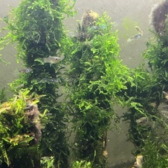 流木にウィローモスを巻き付けの画像