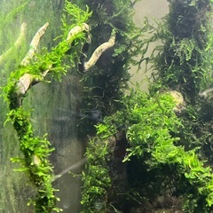 流木にウィローモスを巻き付けの画像