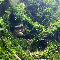 流木にウィローモスを巻き付けの画像