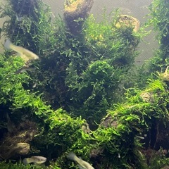 流木にウィローモスを巻き付けの画像