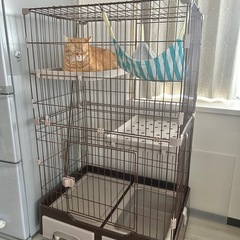 猫　キャットタワー　の画像