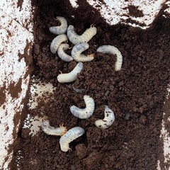 ヘラクレスオオカブト (ヘラヘラ)幼虫 の画像