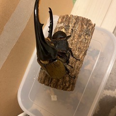 ヘラクレスオオカブト (ヘラヘラ)幼虫 の画像