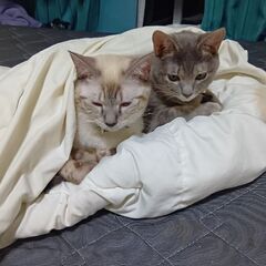 里親募集 できれば2匹一緒に飼ってもらいたいです