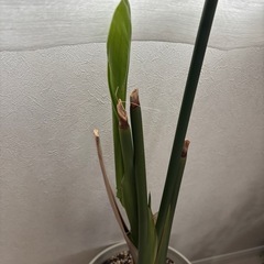 【取引中】観葉植物　オーガスタの画像