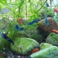 ベルベットブルーシュリンプ⑦の画像