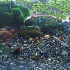 ベルベットブルーシュリンプ⑦の画像