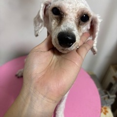 2歳　トイプードル男の子