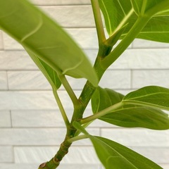 ★取引完了★ 観葉植物 フィカス アルテシマ 曲がり　プラ深鉢5.5号　受け皿付き　の画像