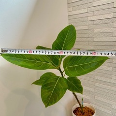 ★取引完了★ 観葉植物 フィカス アルテシマ 曲がり　プラ深鉢5.5号　受け皿付き　の画像
