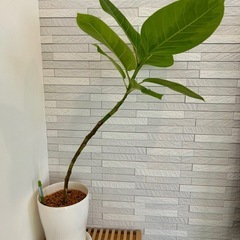 ★取引完了★ 観葉植物 フィカス アルテシマ 曲がり　プラ深鉢5.5号　受け皿付き　の画像