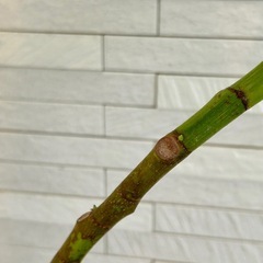 ★取引完了★ 観葉植物 フィカス アルテシマ 曲がり　プラ深鉢5.5号　受け皿付き　の画像