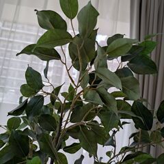 フェイクグリーン　ベンジャミン？　観葉植物／インテリアにの画像