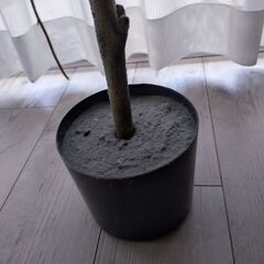 フェイクグリーン　ベンジャミン？　観葉植物／インテリアにの画像