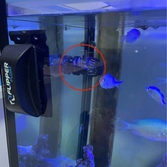 【発送可】ボルクスジャパンベスタウェーブ、水流ポンプ、マリンアクア、アクアリウム、水槽、海水魚、サンゴ、珊瑚の画像