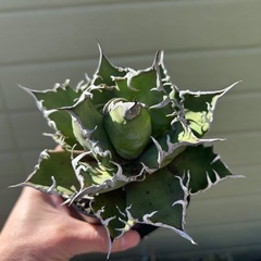 アガベ　シーザーの画像