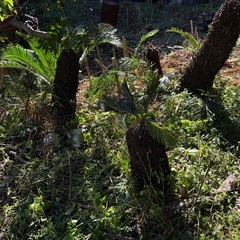 【ソテツあげます】千葉県南房総市【蘇轍】の画像