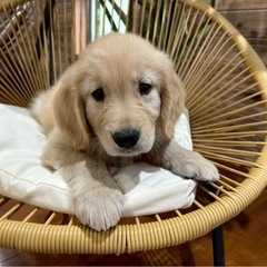 ゴールデン　男の子