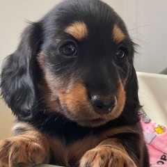 🟩カニンヘンダックスのご紹介！【子犬販売】11月7日動画更新！