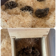 ジャンガリアンハムスター