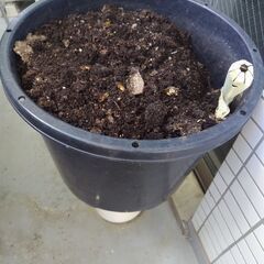 ミミズコンポストの画像