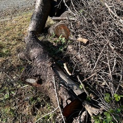 【無料】薪 差し上げますの画像