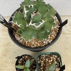 アガベ　チタノタ　No.1の画像