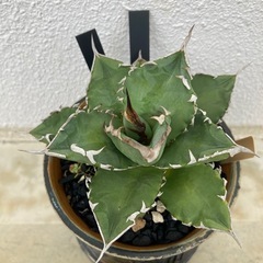 アガベ　狂刺夕映の画像