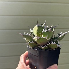 アガベ　シーザーの画像