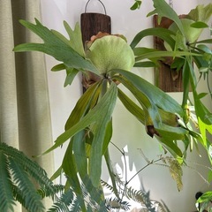 アガベ　シーザーの画像