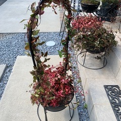 初雪カズラ・アーチ仕立ての画像