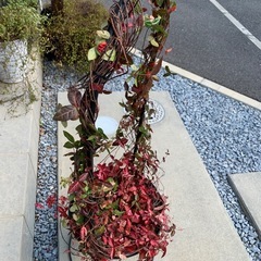 初雪カズラ・アーチ仕立ての画像