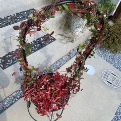 初雪カズラ・アーチ仕立ての画像