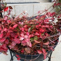 初雪カズラ・アーチ仕立ての画像