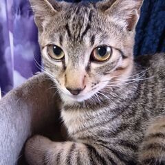 短いしっぽが可愛いく、活発な子です