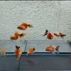 金魚 ★12匹セット★ローズテールオランダ2～4cm前後の画像