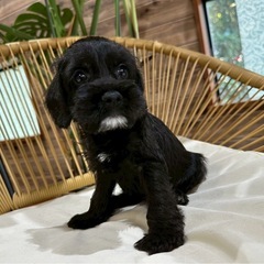 ミックス（コッカー✖️シュナウザー）