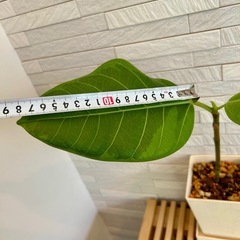 ★お値下げ★　①観葉植物 フィカス アルテシマ  スクエア　プラ深鉢3.5号　受け皿付き　の画像