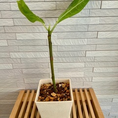 ★お値下げ★　①観葉植物 フィカス アルテシマ  スクエア　プラ深鉢3.5号　受け皿付き　の画像