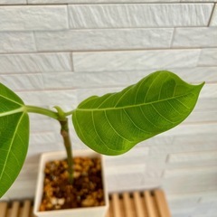 ★お値下げ★　①観葉植物 フィカス アルテシマ  スクエア　プラ深鉢3.5号　受け皿付き　の画像